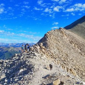 NEW! Platinum Antero Mountain Blend (BATCH 352-x)